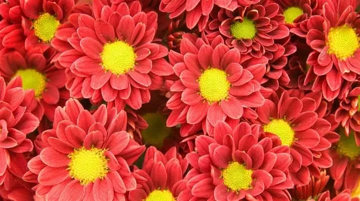 بهترین گل های پاییزی برای گل آرایی