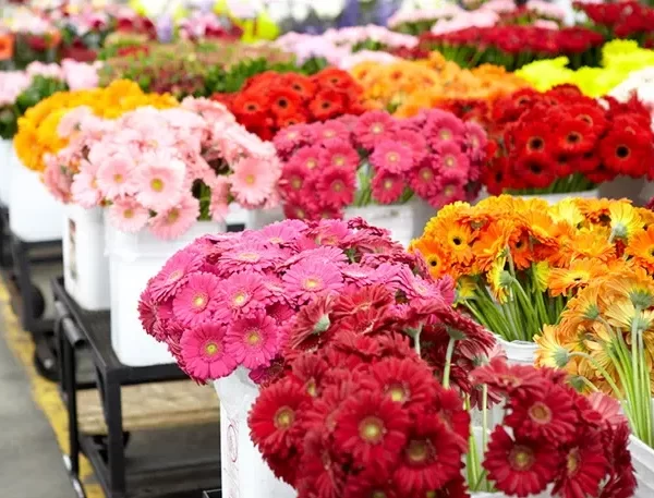 گل های ارزان برای گل آرایی