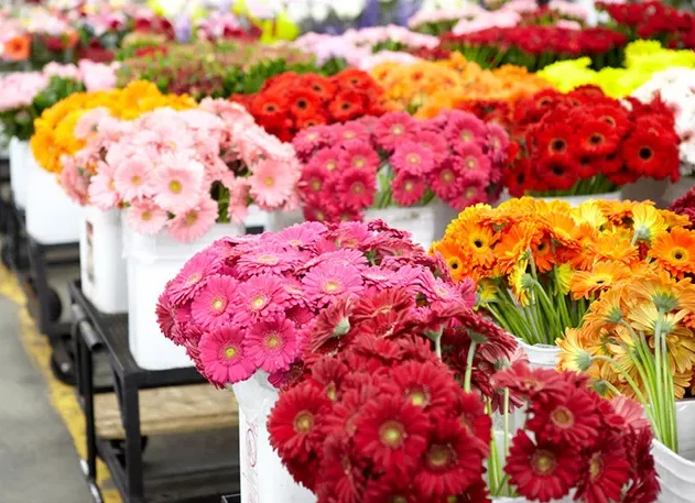 گل های ارزان برای گل آرایی