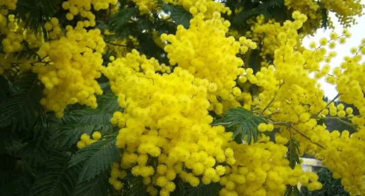 گل های ارزان برای گل آرایی