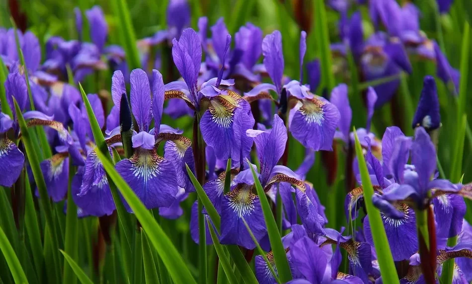 گل های ارزان برای گل آرایی